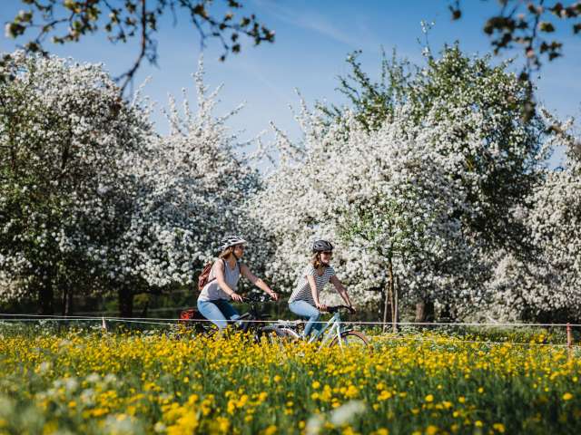 Bluescht-Velotour im Thurgau