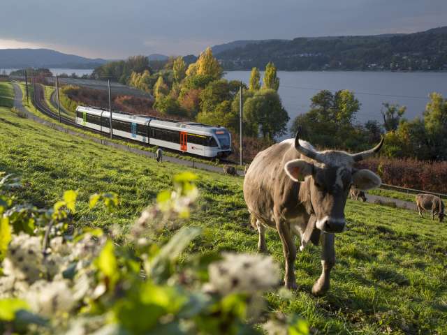 Seelinie mit Thurbo erleben
