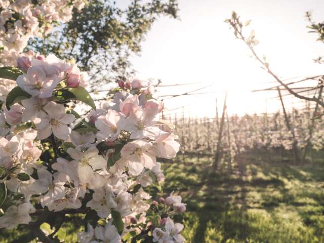 Bodenseeregion wird zum Blütenparadies