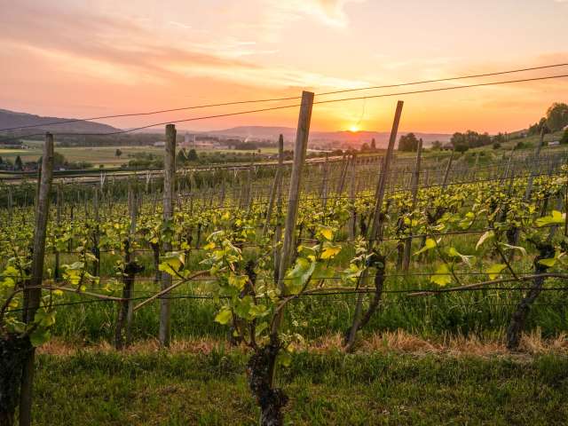 Genuss pur: Herbstwandern im Thurgau