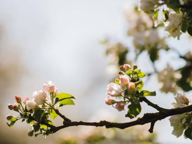 Der Thurgau im Blütenrausch