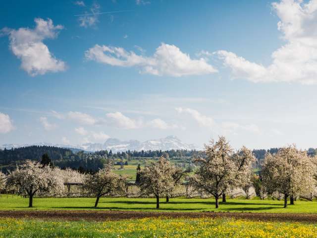 Tausende Apfelbäume machen sich bereit für ihren grossen Auftritt