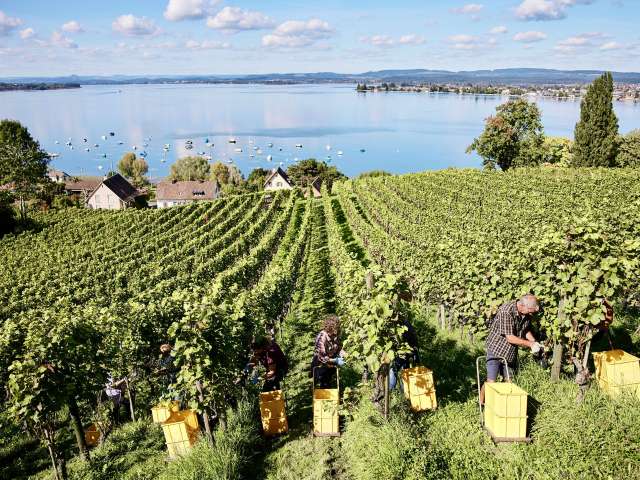 Wein am Bodensee 2025