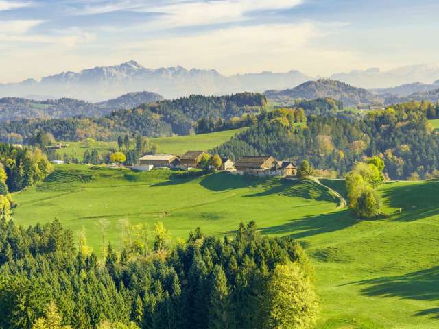 Waldlichtung weist den Weg