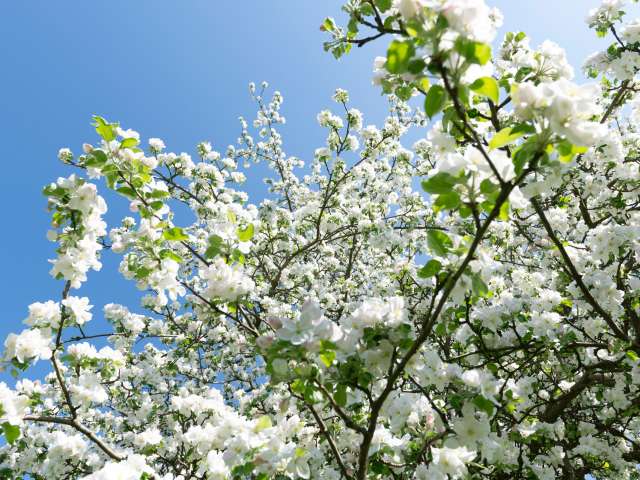 «Frühlingserwachen im Thurgau!»