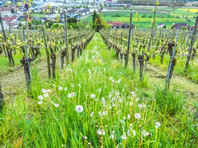 Das Mekka des Weinbaus im Mittelthurgau